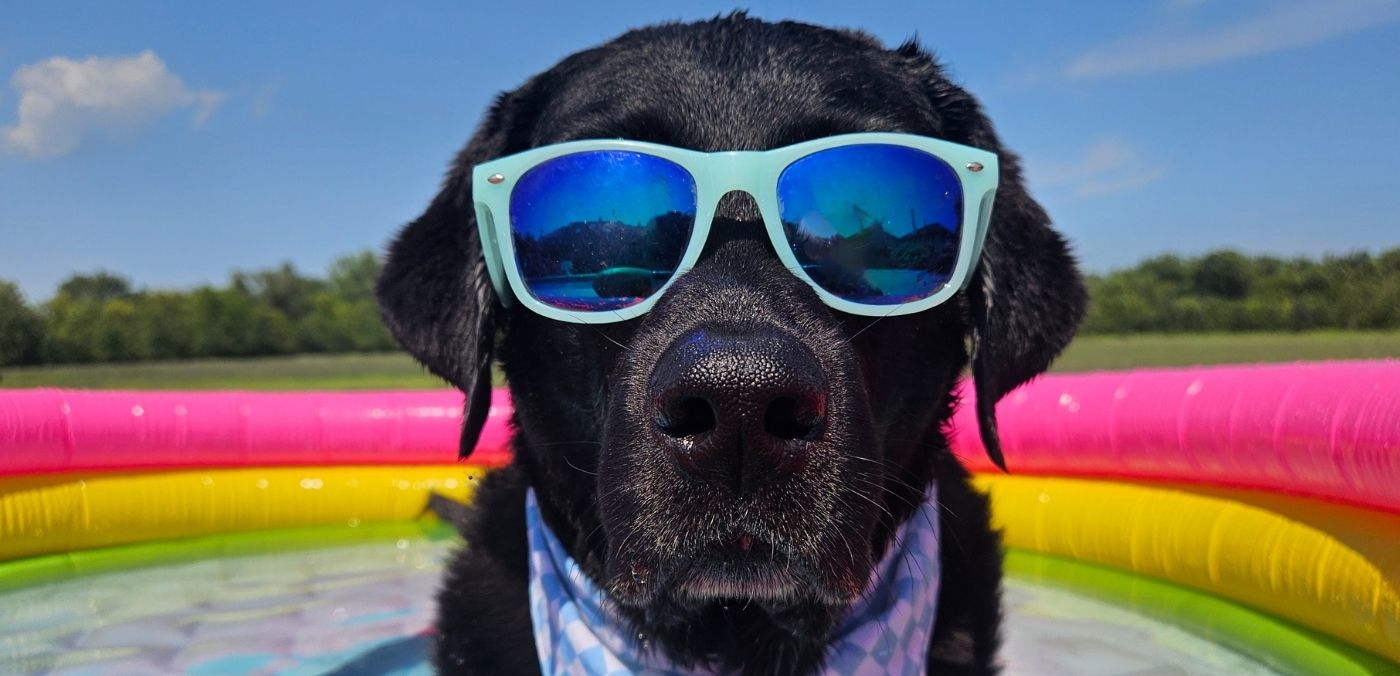 A black dog wearing blue sunglasses and a blue and white checkered bandana 