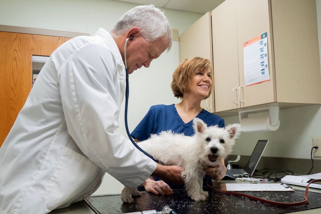 Vet examining dog