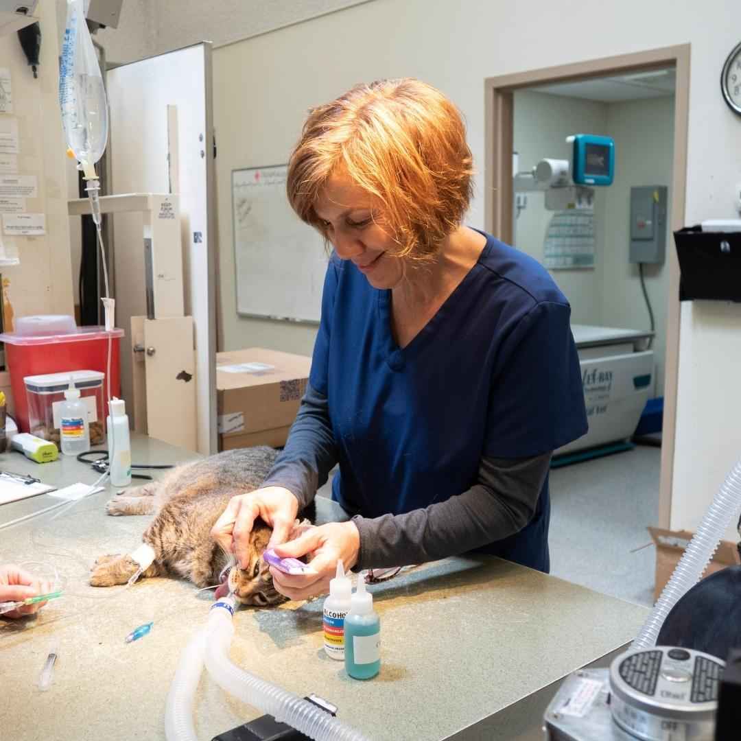 veterinarian giving a cat medicine during a dental procedure