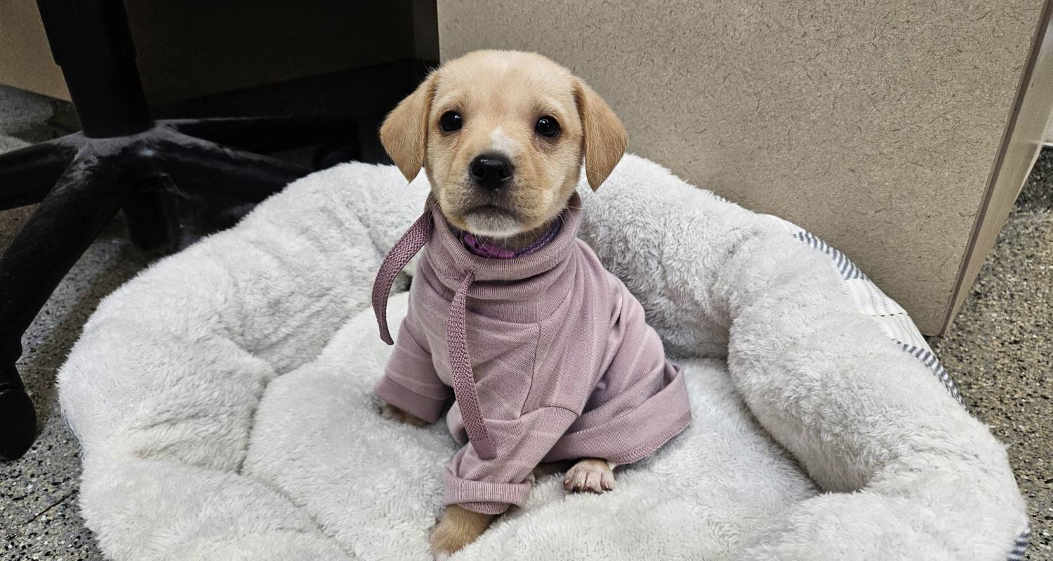 Puppy in pink hoodie