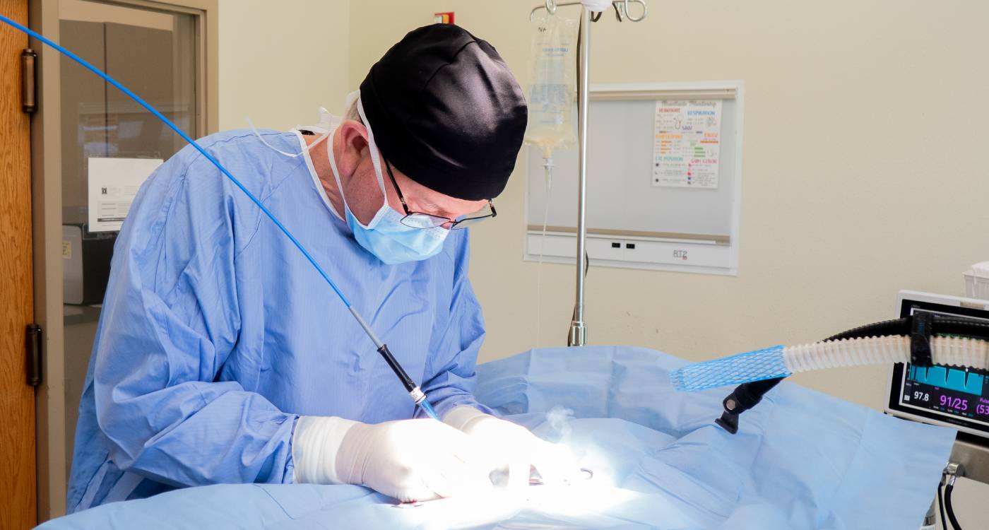 Surgeon performing veterinary surgery