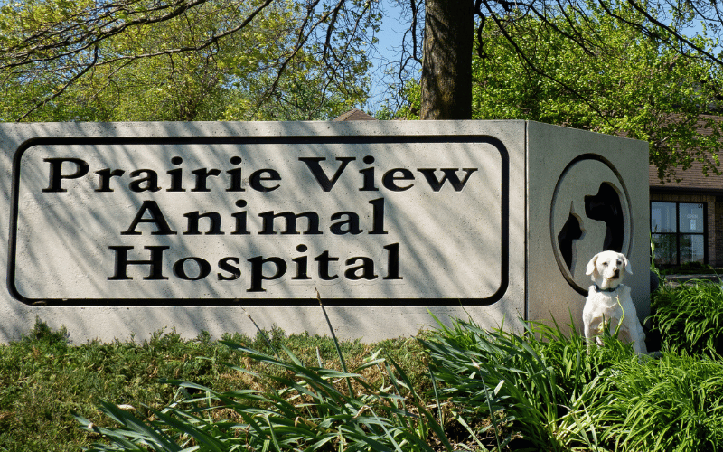 dog sitting by the Prairie View Animal Hospital sign dog sitting by the Prairie View Animal Hospital sign