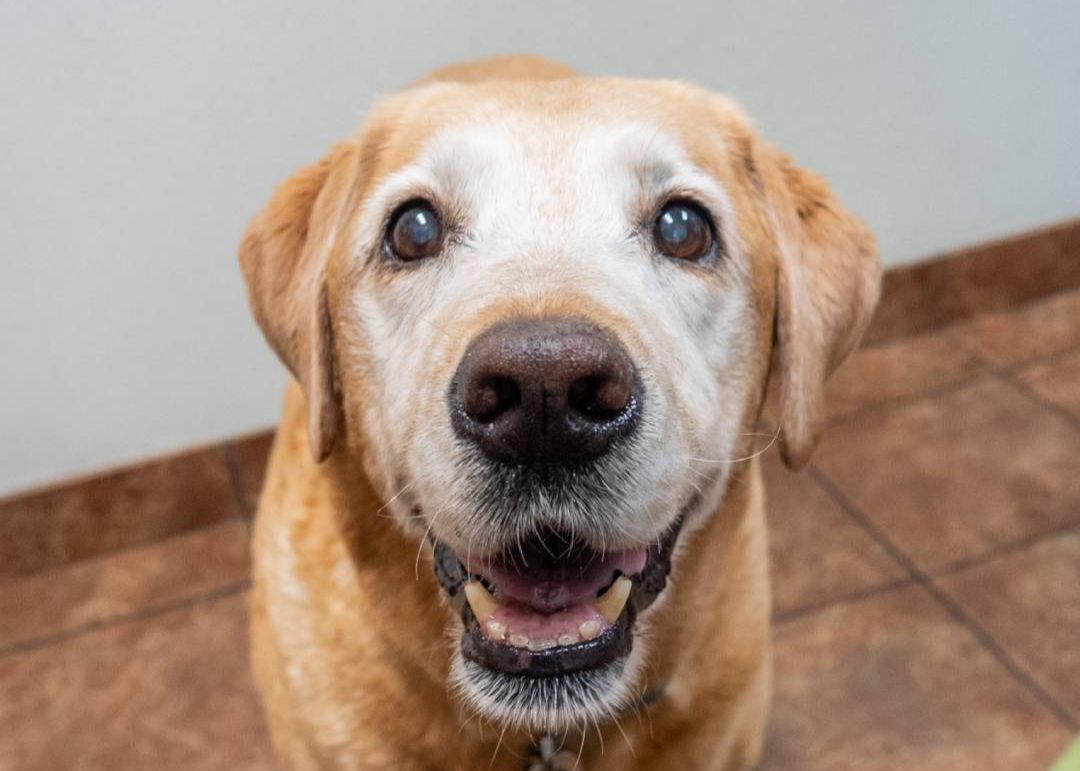 A close-up shot of a happy, older yellow Labrador