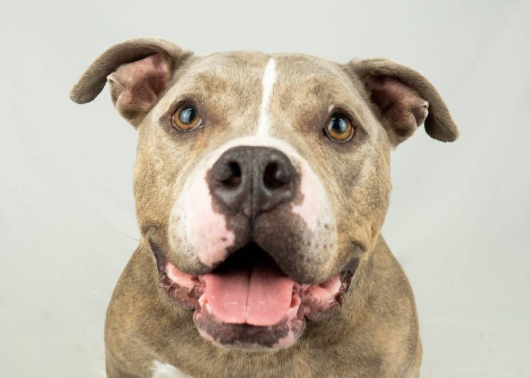 A grey and white pit bull dog with its mouth open and tongue out, looking