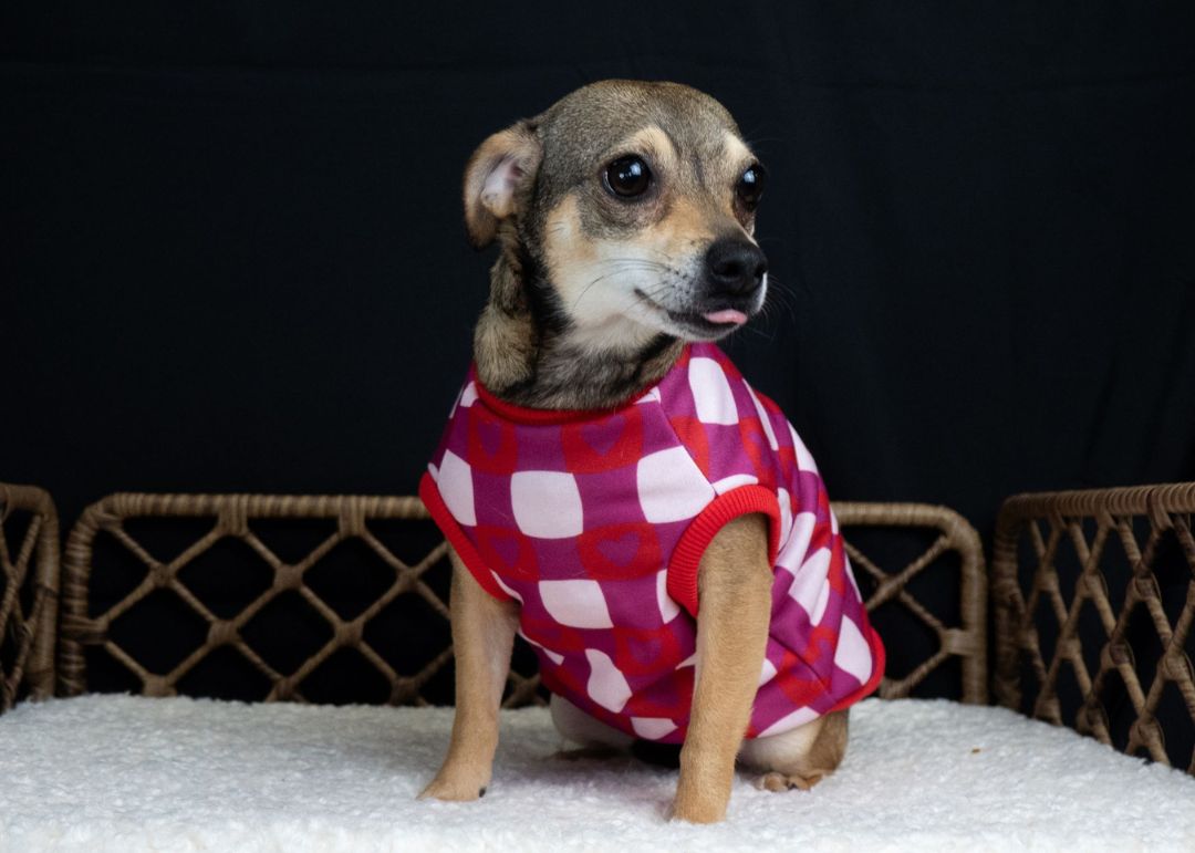 A small dog with tan fur and big ears wears a pink and white checkered shirt with red trim.
