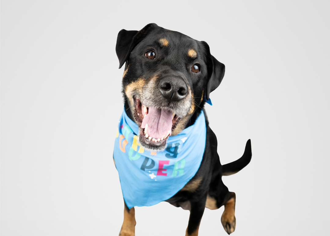 Happy dog isolated on a gray background