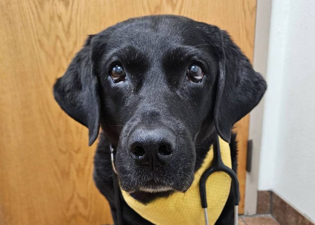 A black Labrador Retriever wearing a yellow bandana and a stethoscope