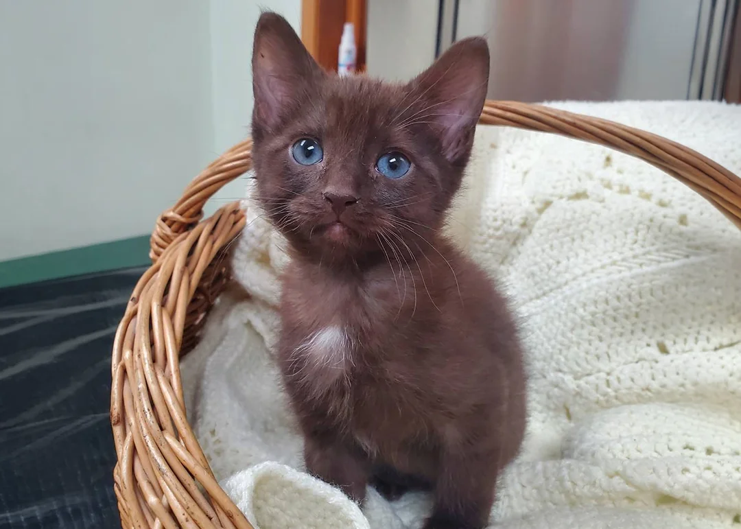 A small black kitten with blue eyes sitting in a basket