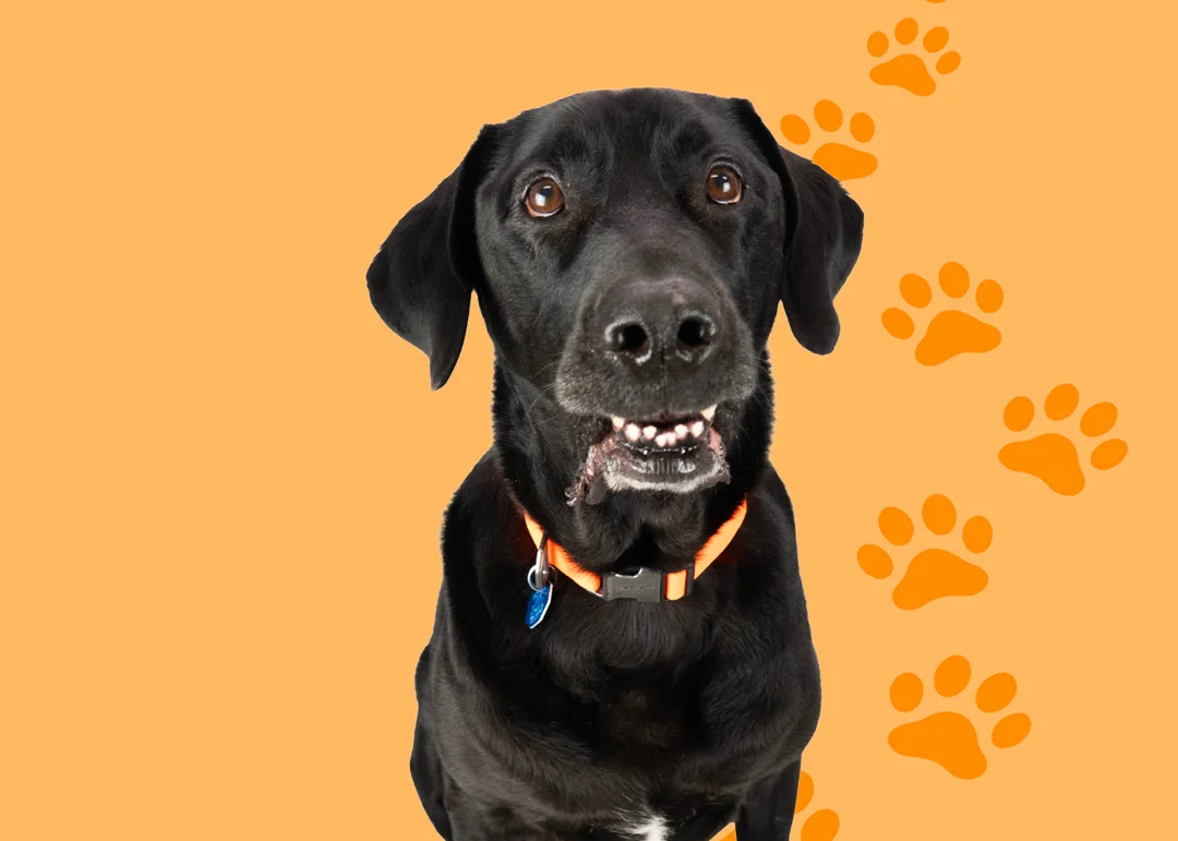 A black dog on an orange pawprint background
