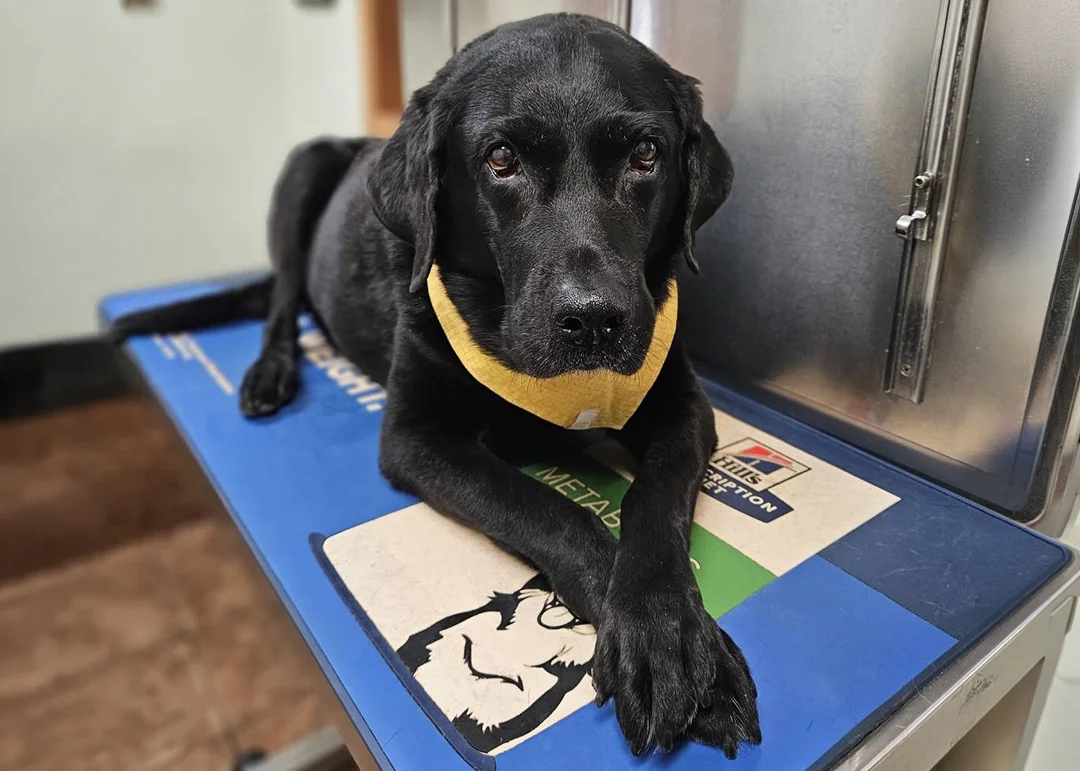 A black lab laying on an exam table
