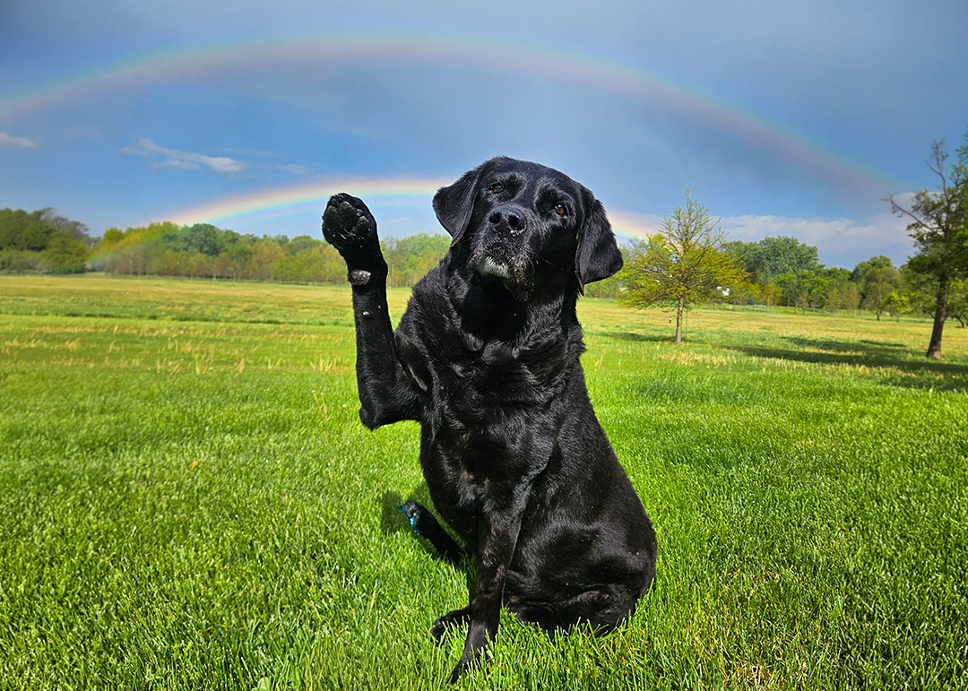 A black lab in a green field with a double rainbow behind it in the sky