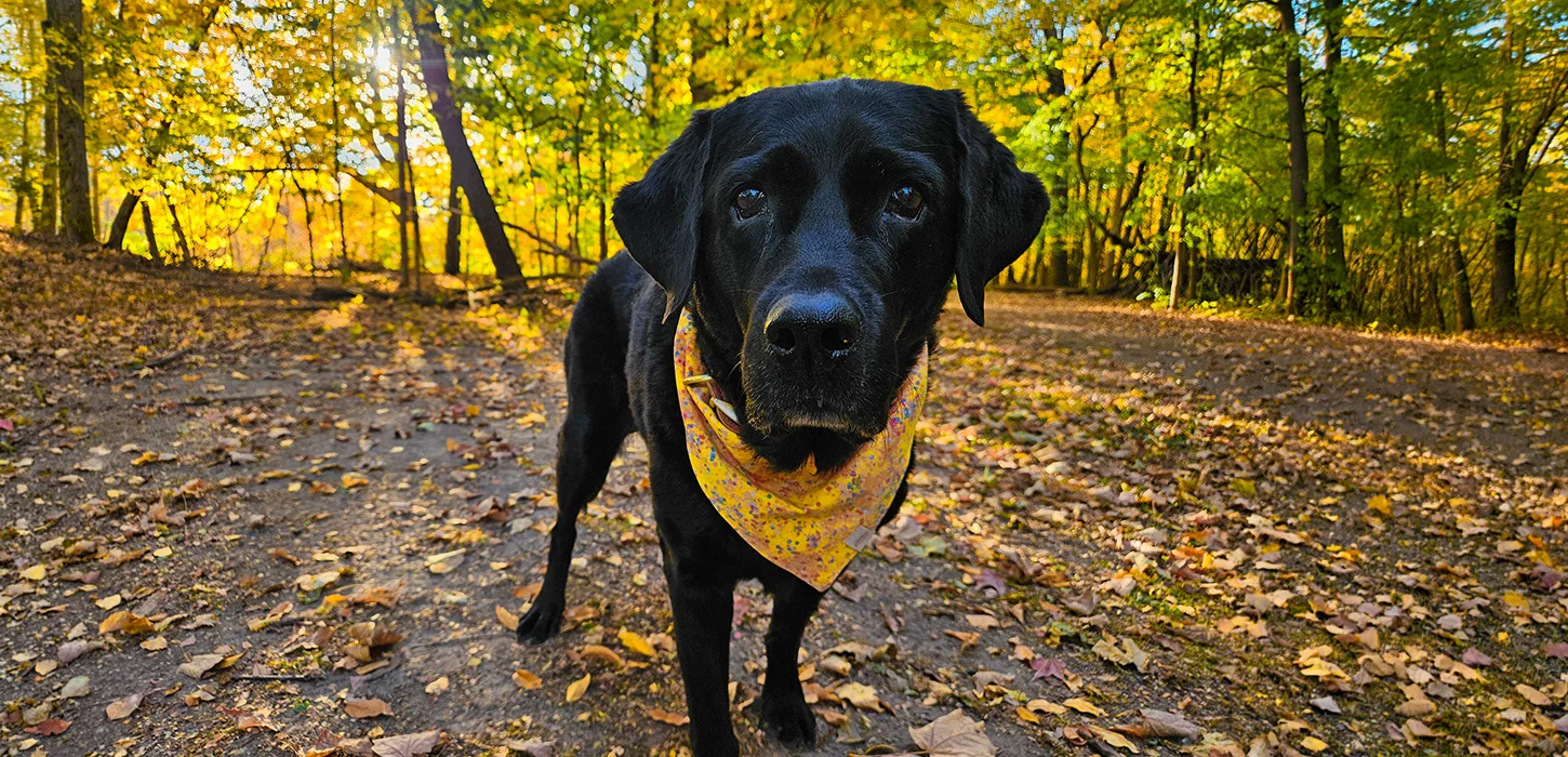 A black lab on a walk in the forest