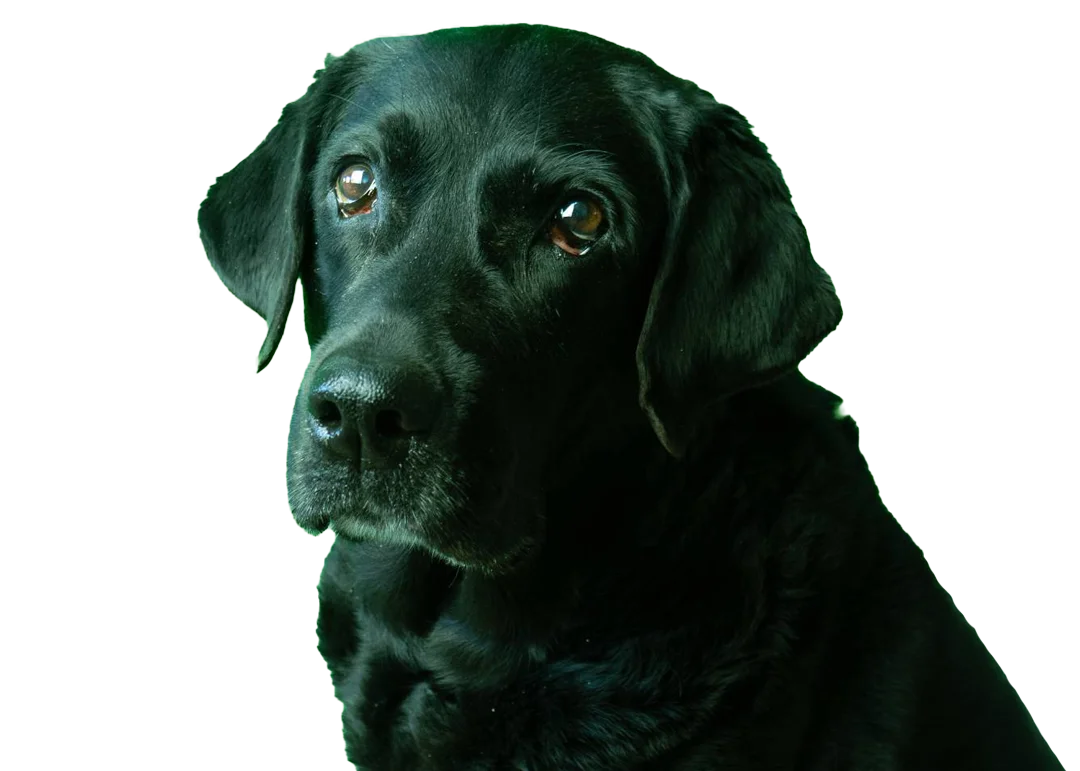 Black pet looking straight