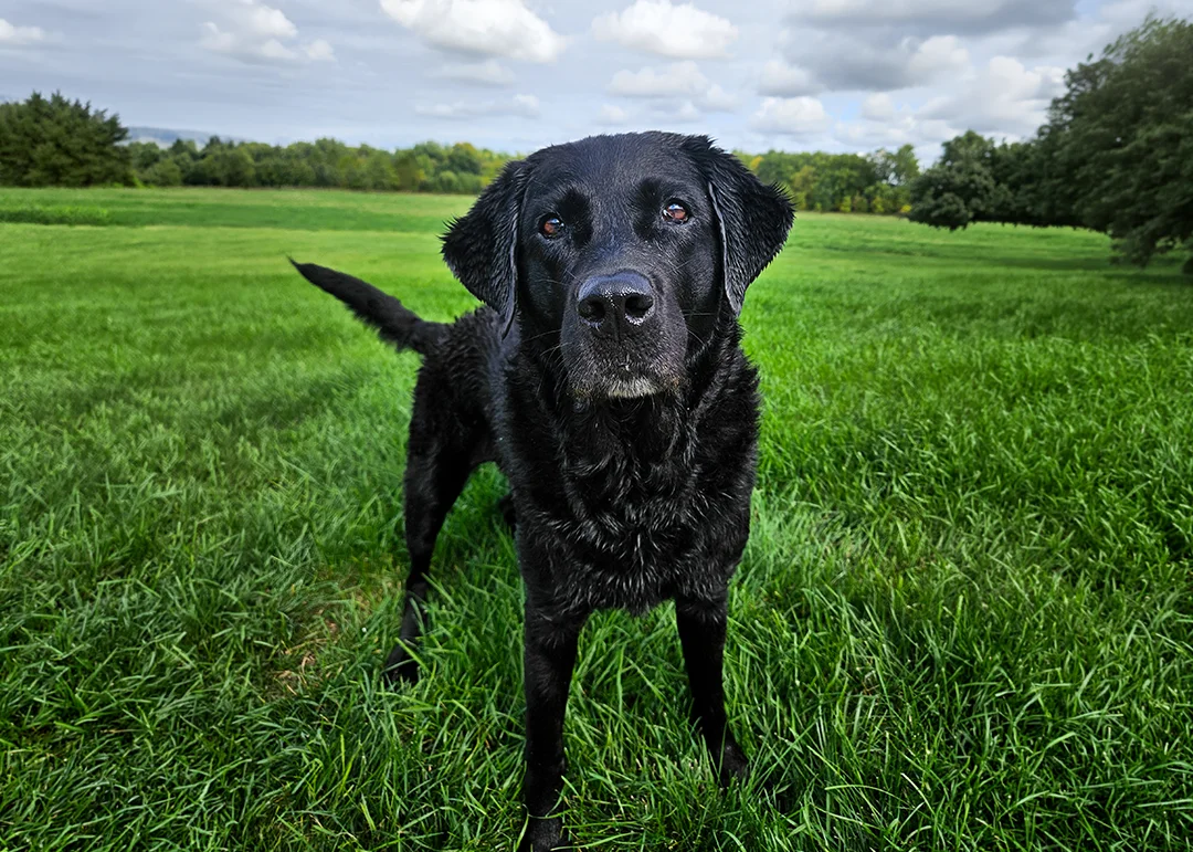 A wet black Labrador Retriever stands in a grassy field, looking directly at the