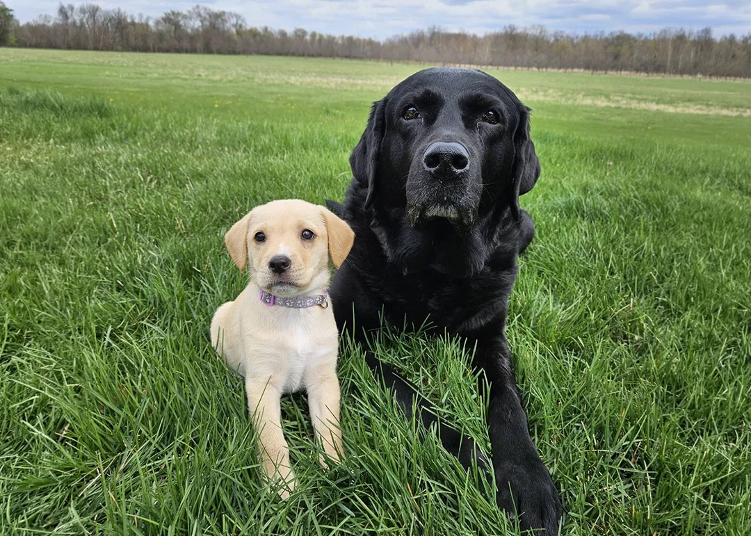 A black lab laying with a small dog in a grassy field