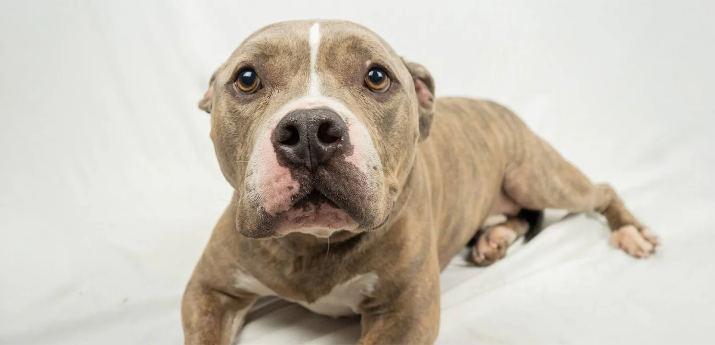 A pitbull lays down during a photo shoot