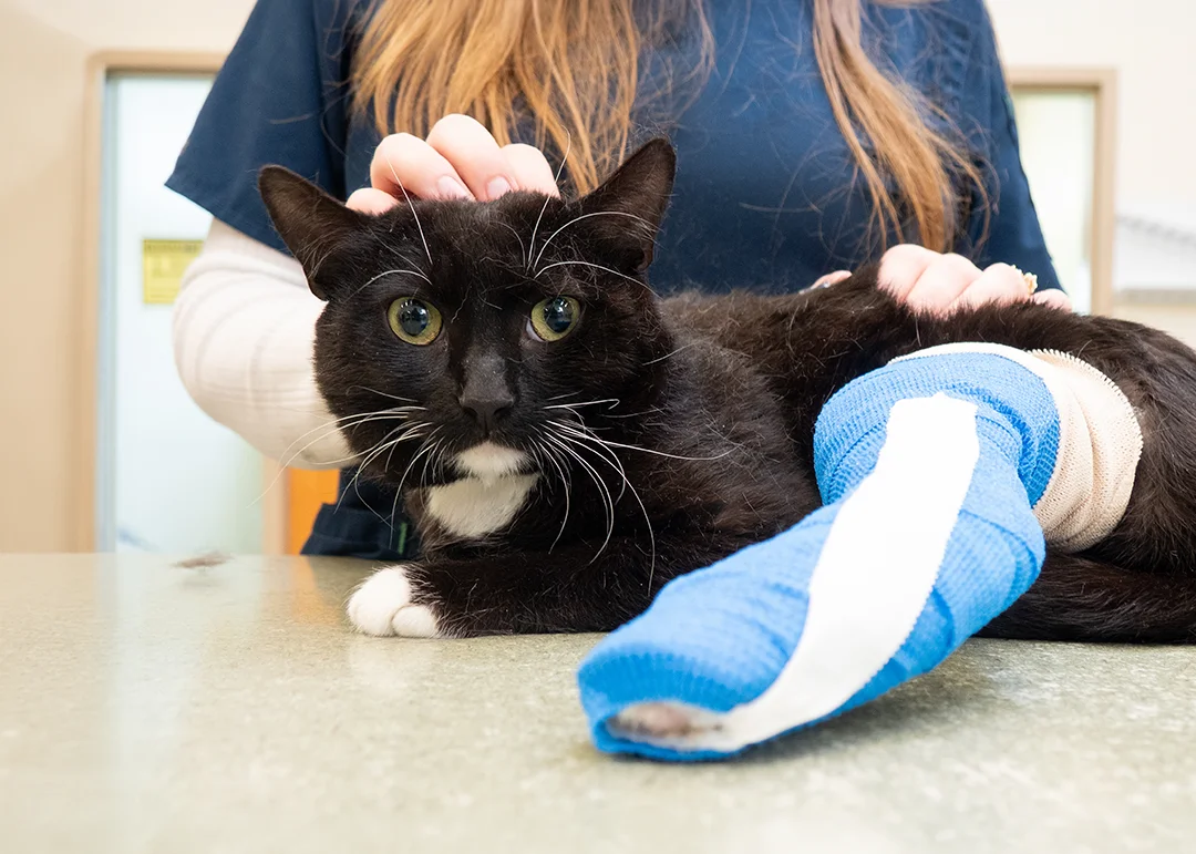A black and white cat with a cast on its leg