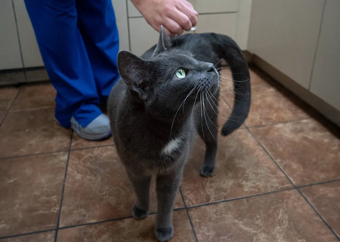 A gray cat being pet by a veterinarian