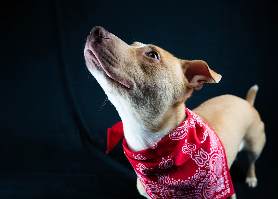 A dog in a red bandana with its chin up during a photoshoot