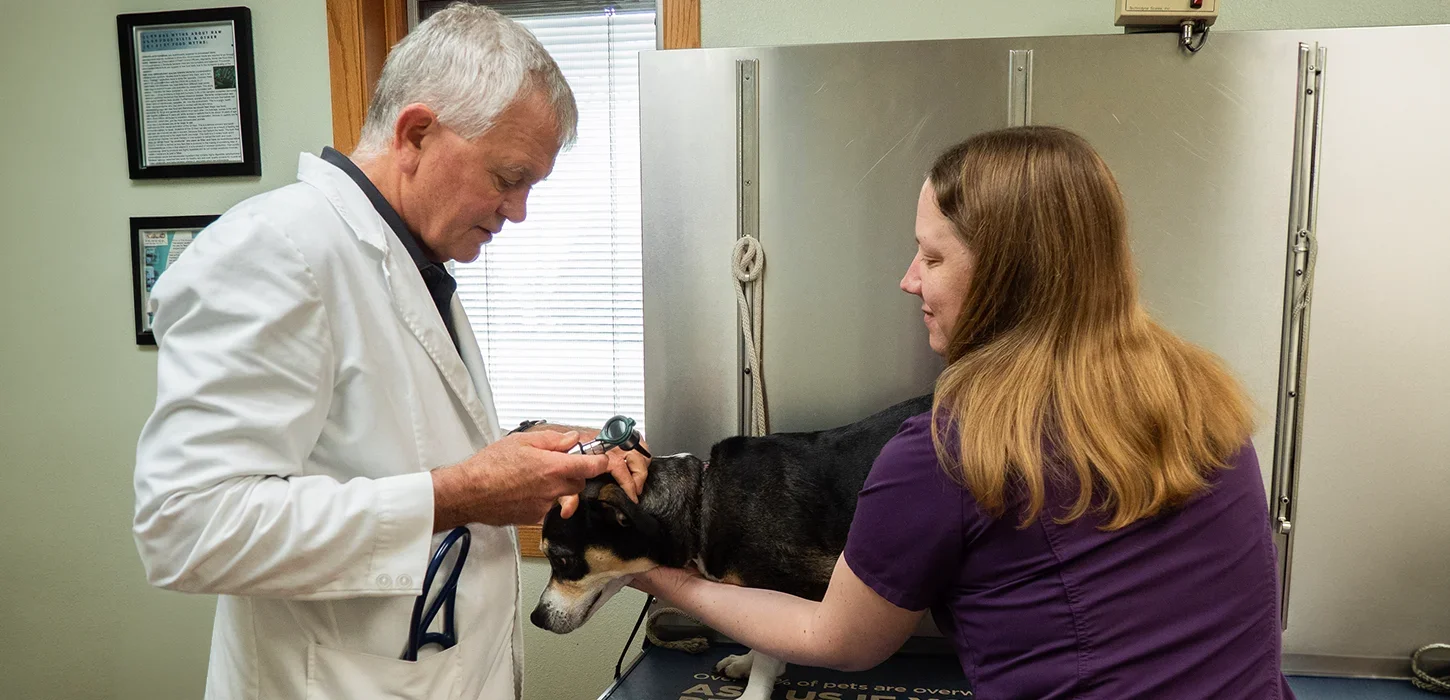 veterinarian examining a dog at the clinic