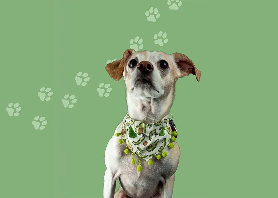 A little dog in a green bandana isolated on a green background with paw prints