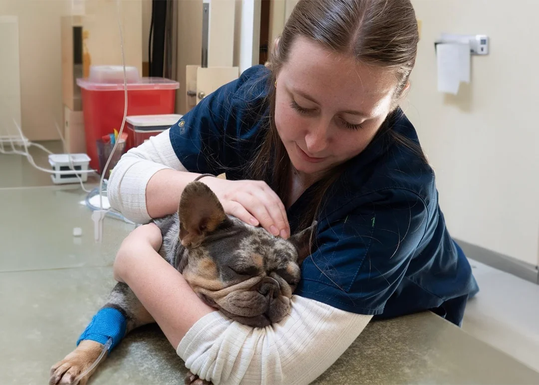 A vet comforting a small dog during an exam
