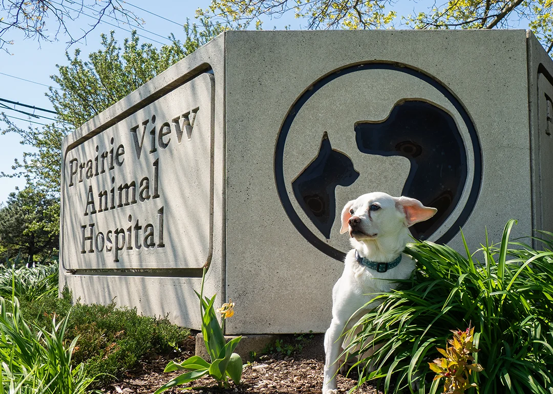 A white dog posed by the Prairie View Animal Hospital sign