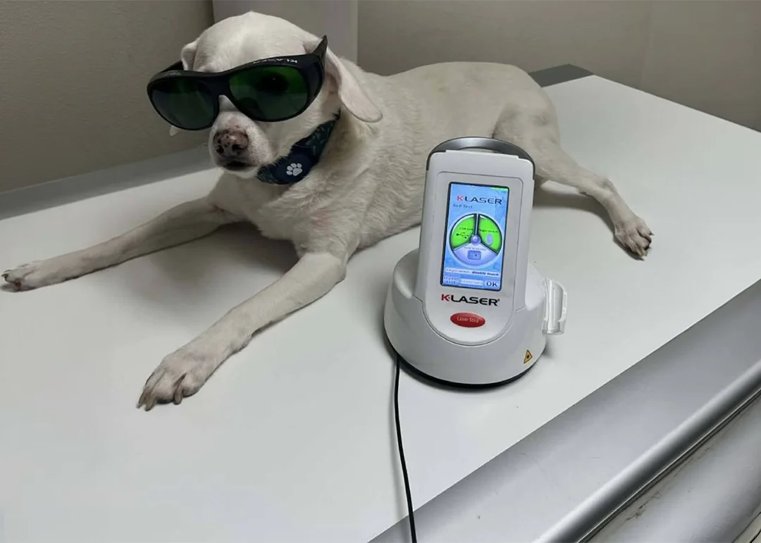 A little dog in protective glasses laying next to a K laser machine