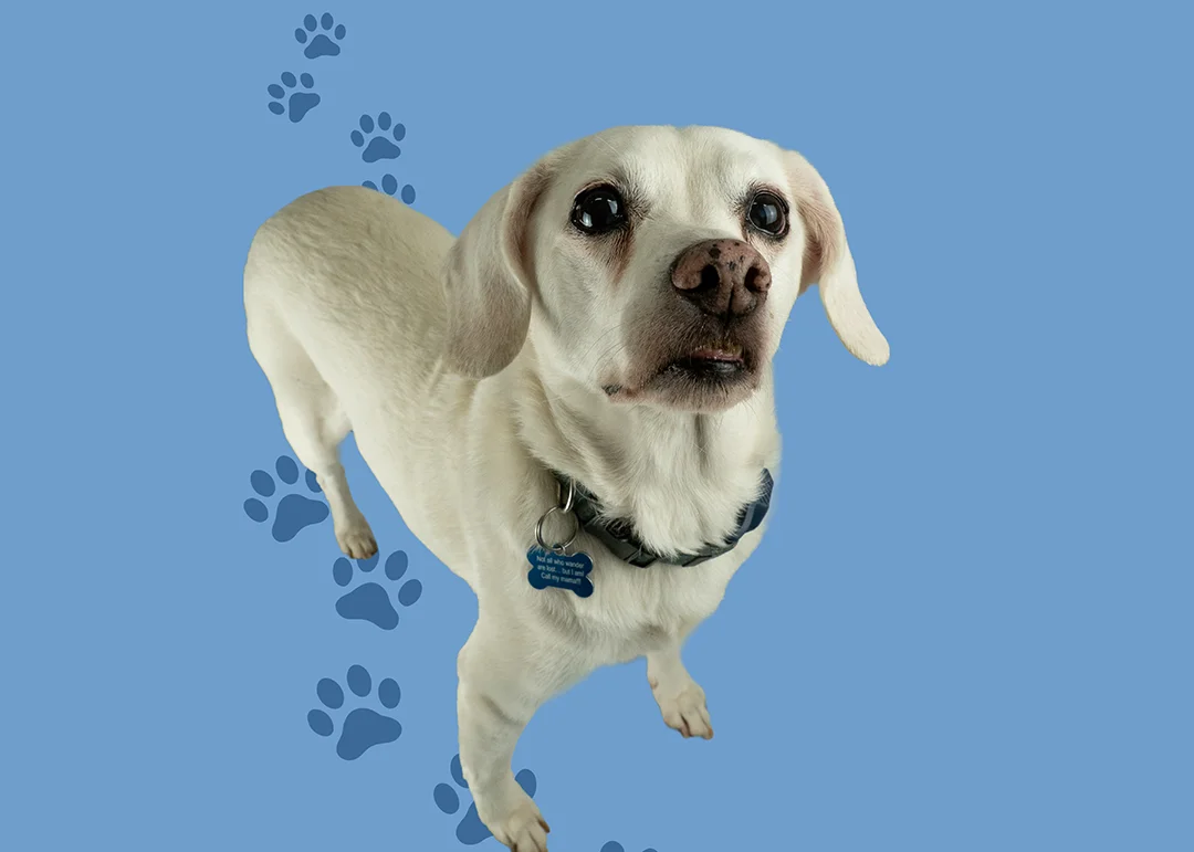 A little white dog isolated on a blue background with paw prints