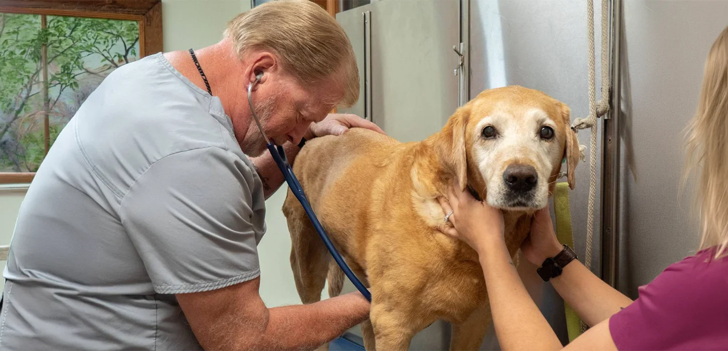 A veterinarian doing a checkup on an elderly dog