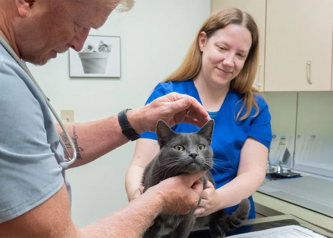 A veterinarian examines a gray cat while another person in blue scrubs looks on approvingly.