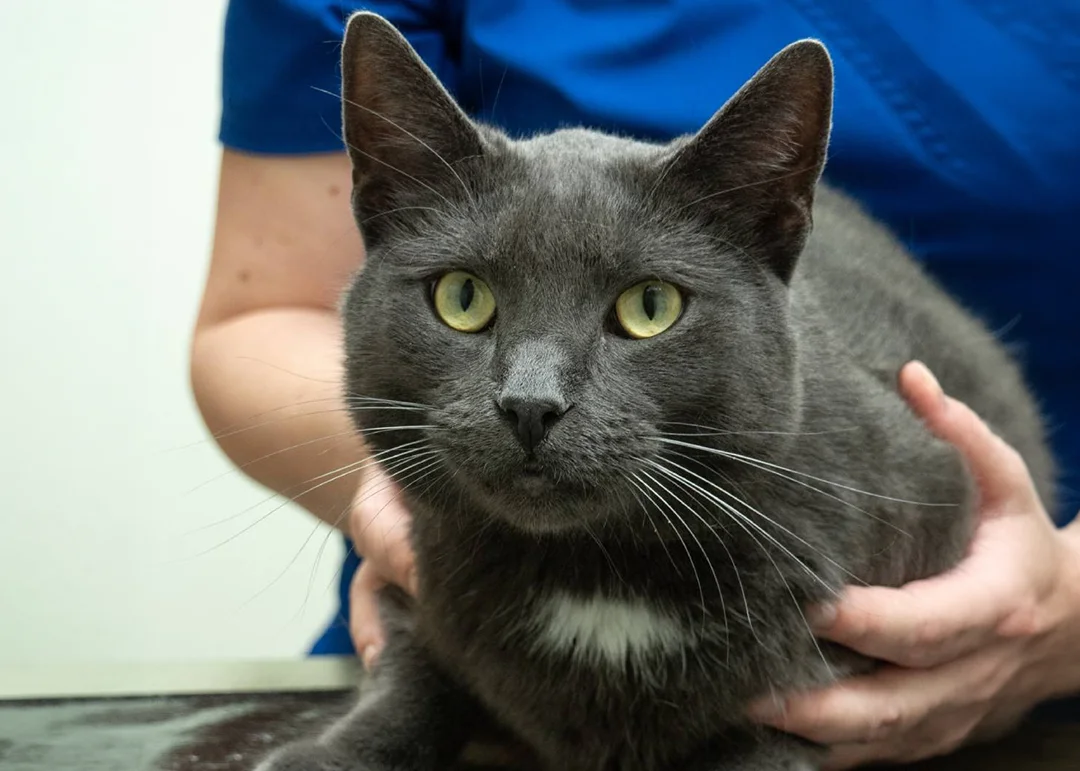 Gray cat with green eyes