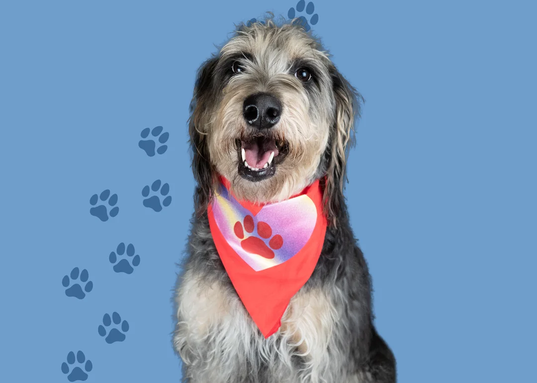 A white dog wearing a red bandana with a paw print design and a blue bone-shaped tag.