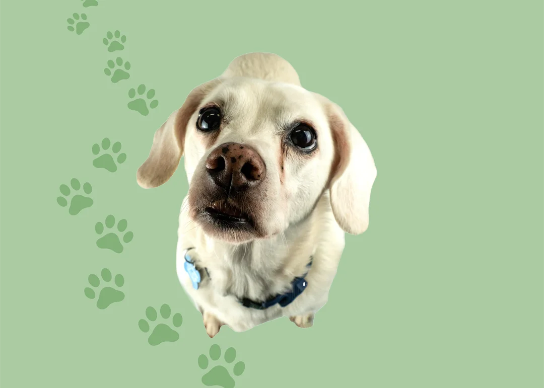 Irwin the dog on a green background