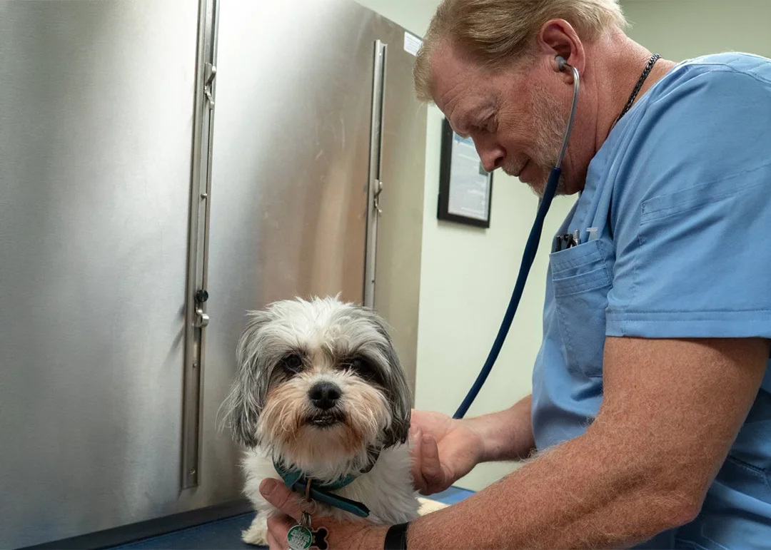 A veterinarian and a small dog during a checkup