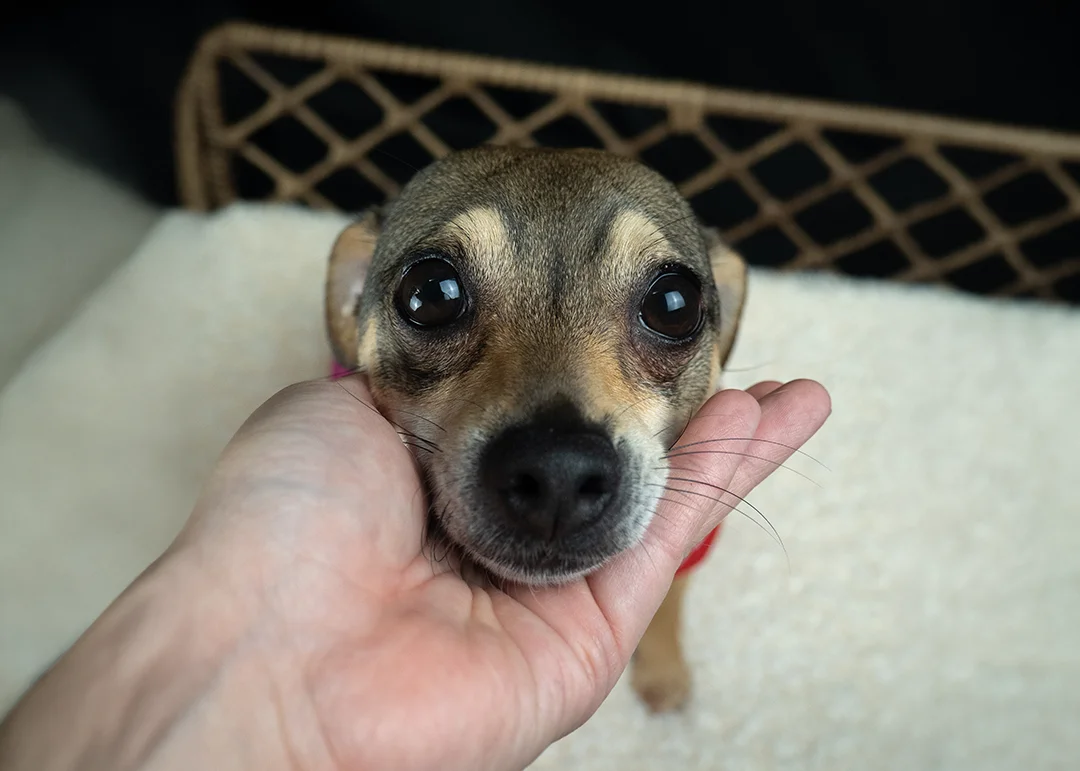 A little big-eyed dog with its head being held by a person