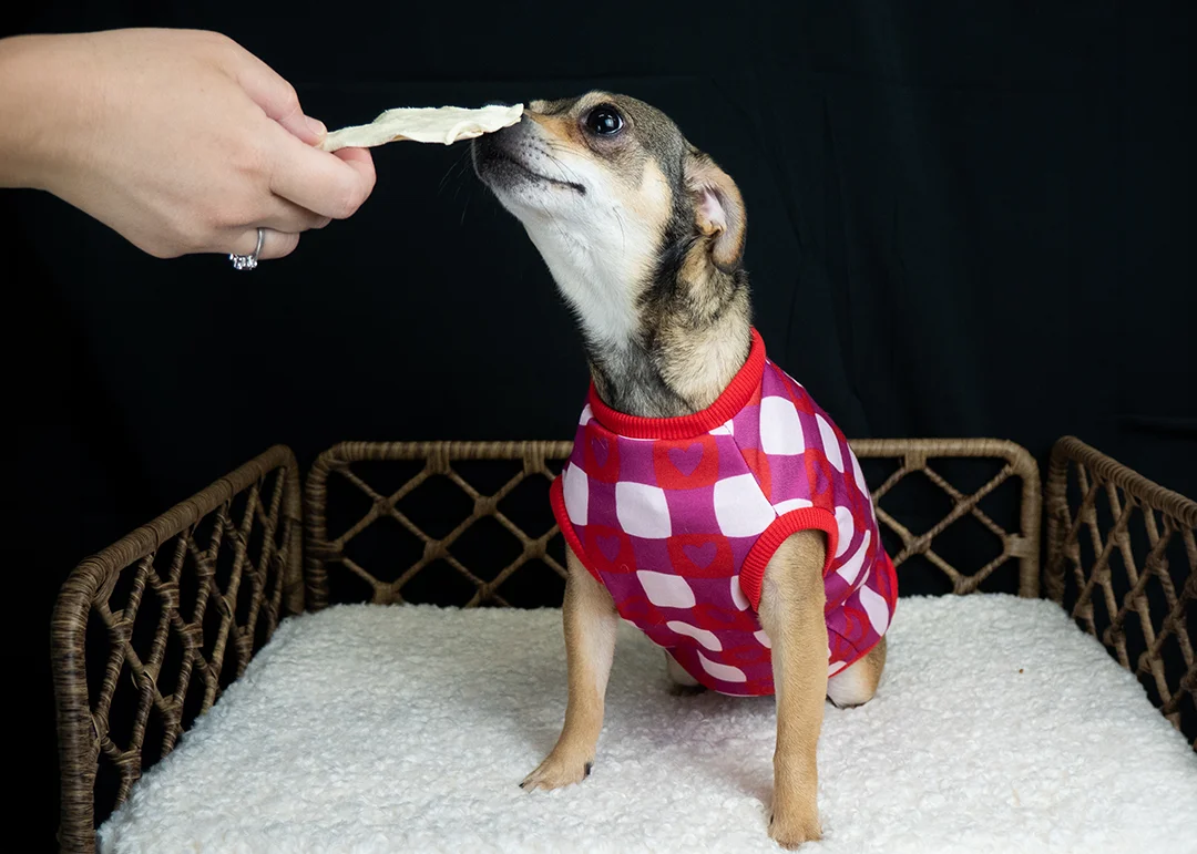 A little dog in a sweater being offered a treat during a photo shoot