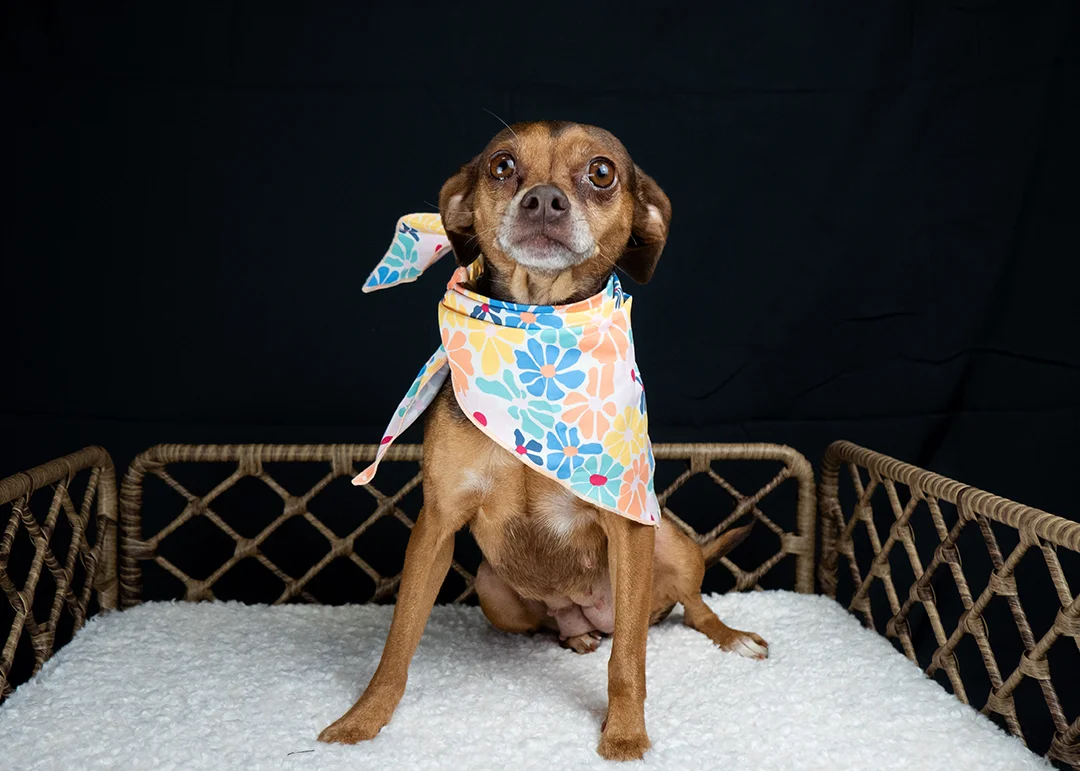 A little brown dog in a bright bandana sitting in a basket