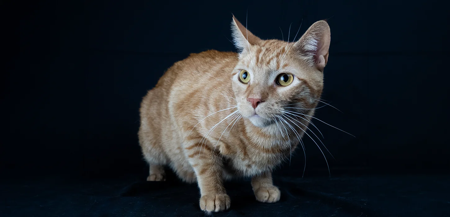 Ginger cat looking right
