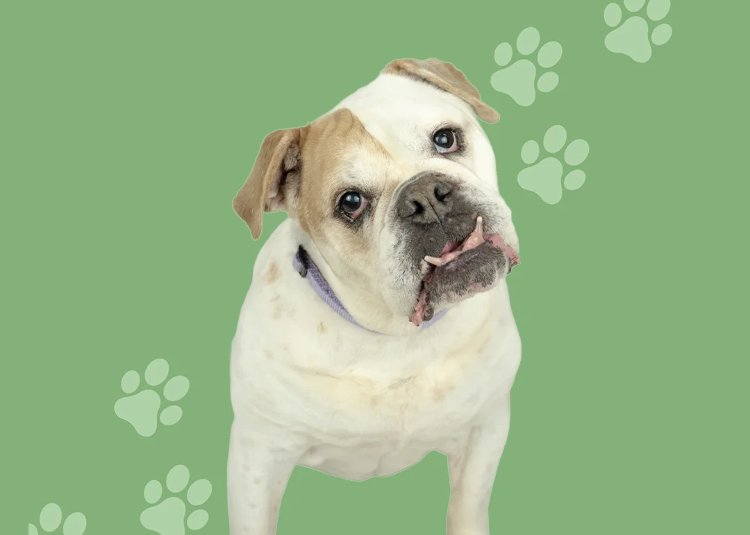 Paisley the bulldog