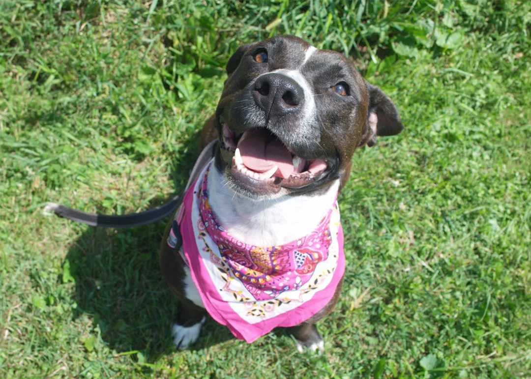 A pitbull in a pink bandana sits happily in the grass