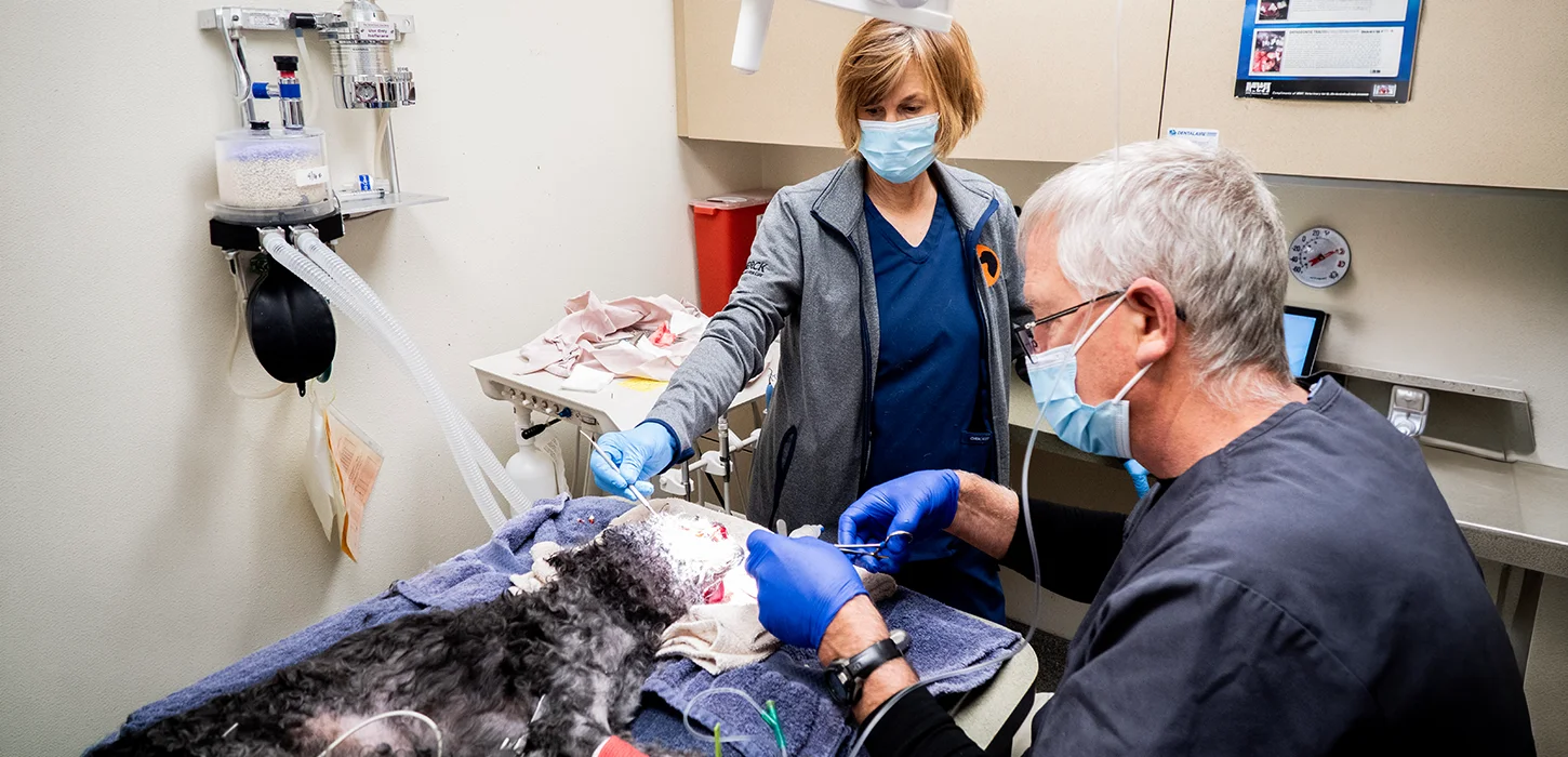 Two veterinarians performing a surgery on a dog