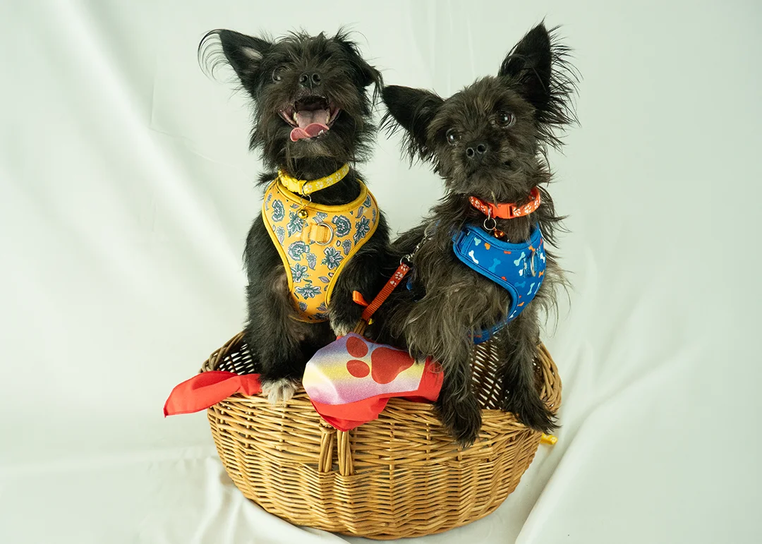 Two black dogs sitting in a basket for a photo shoot
