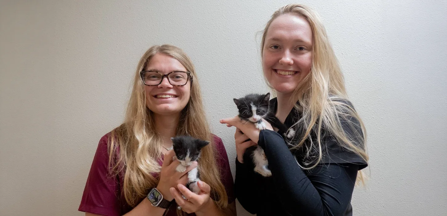 Two veterinarians hold two black and white kittens