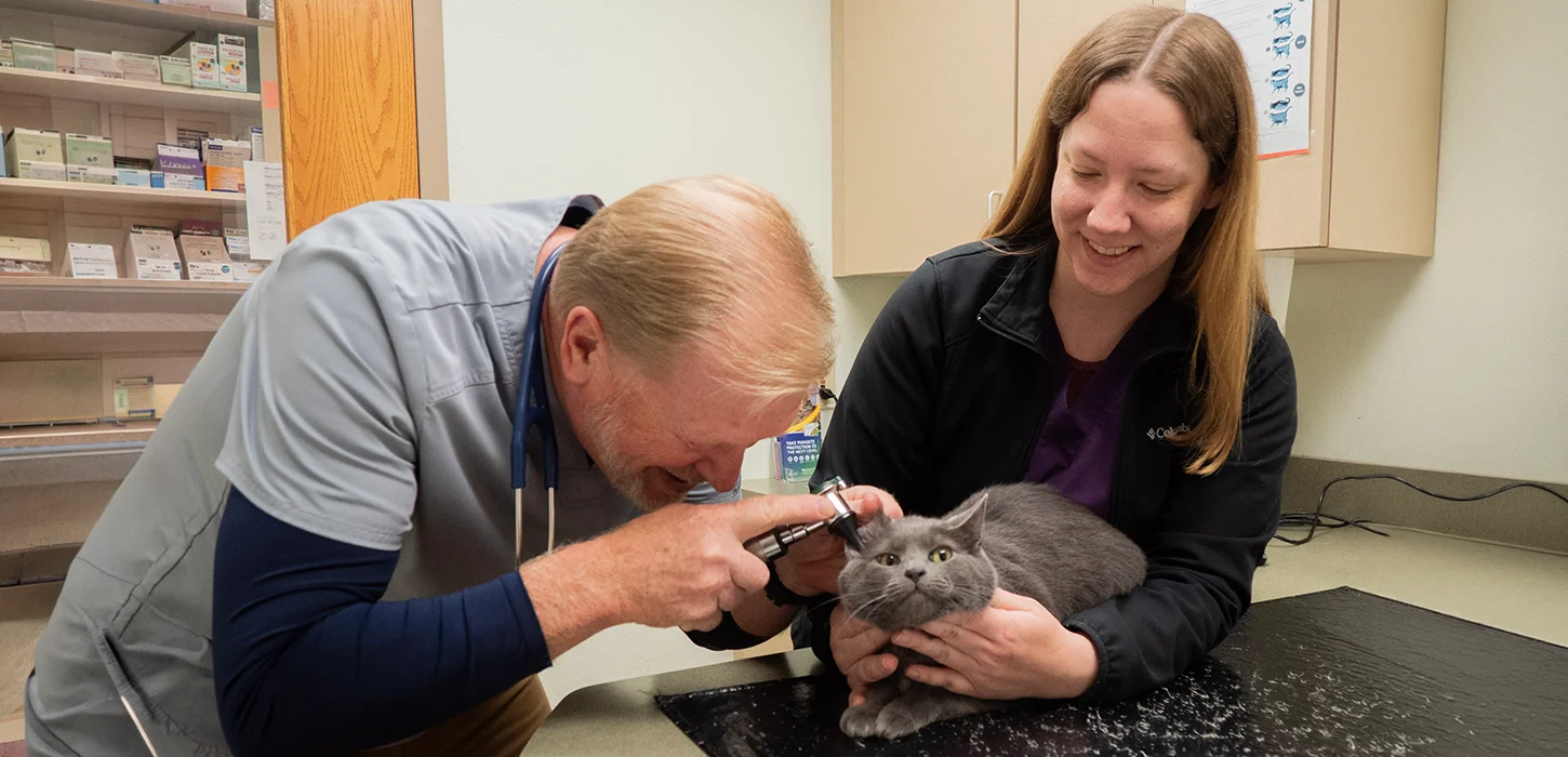 A veterinarian and his assistant doing a wellness exam on a gray cat