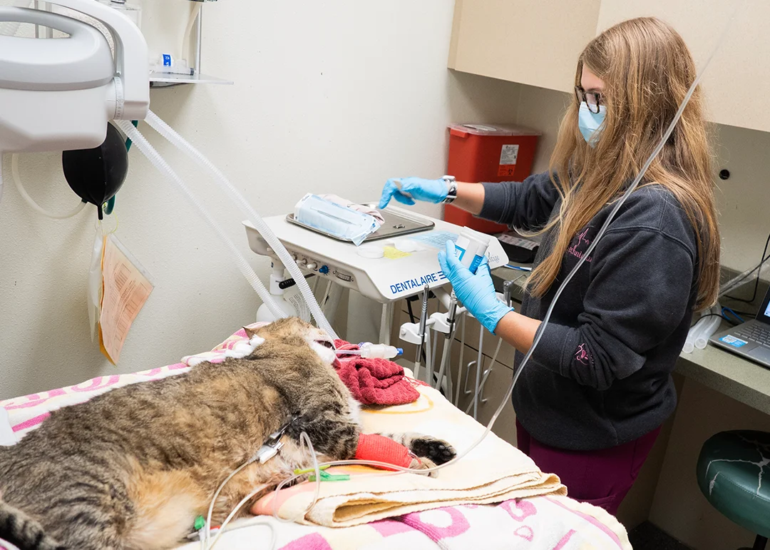 A veterinarian performing a dental procedure on a cat