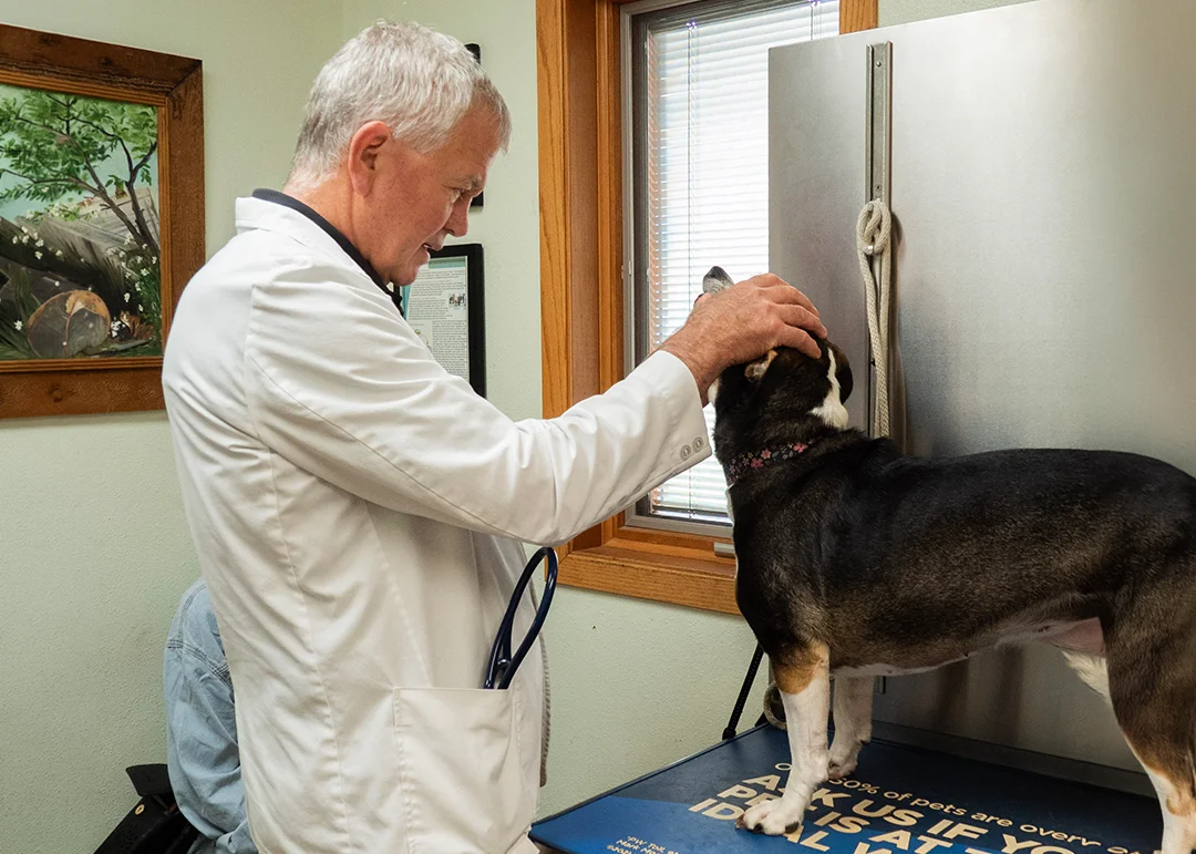 A veterinarian checking a dog's teeth during a checkup