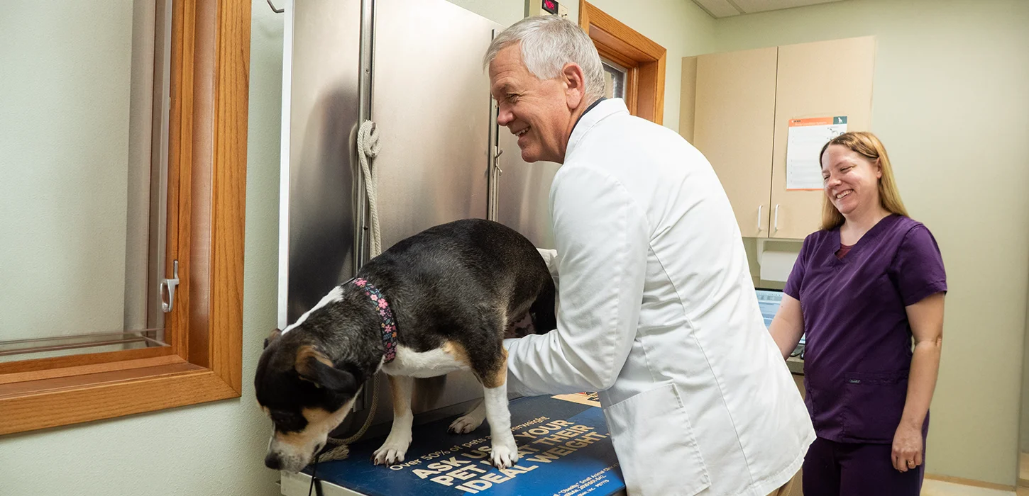 Vet examines dog, assistant smiles.