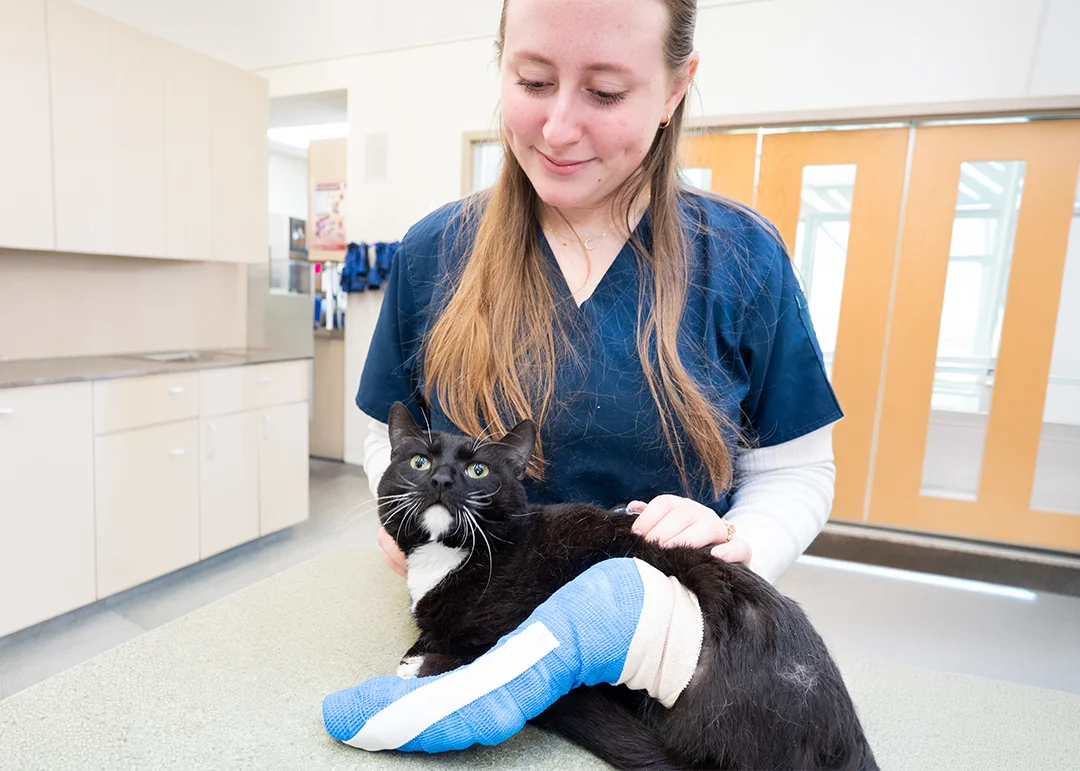 A veterinarian comforts a cat after a surgical procedure