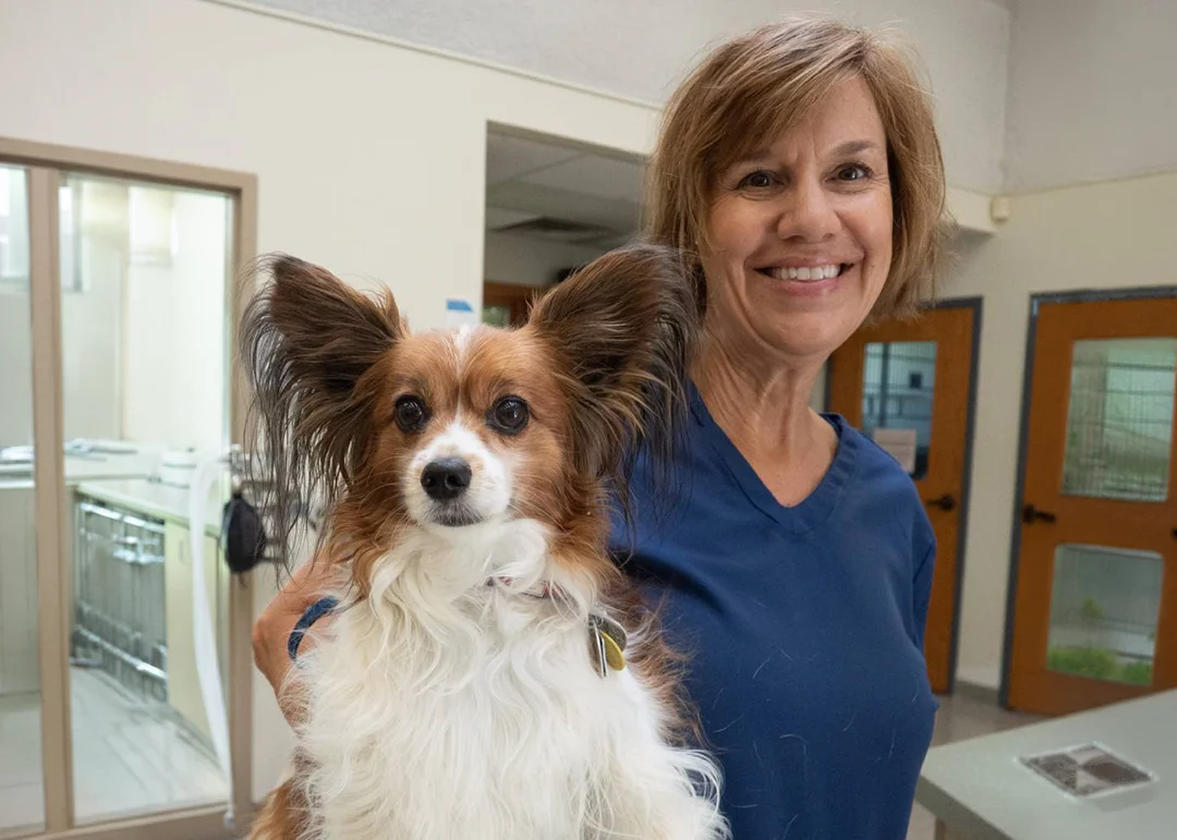 A person in blue scrubs holds a small, fluffy, brown and white dog with large ears.